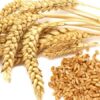 Buy Wheat online